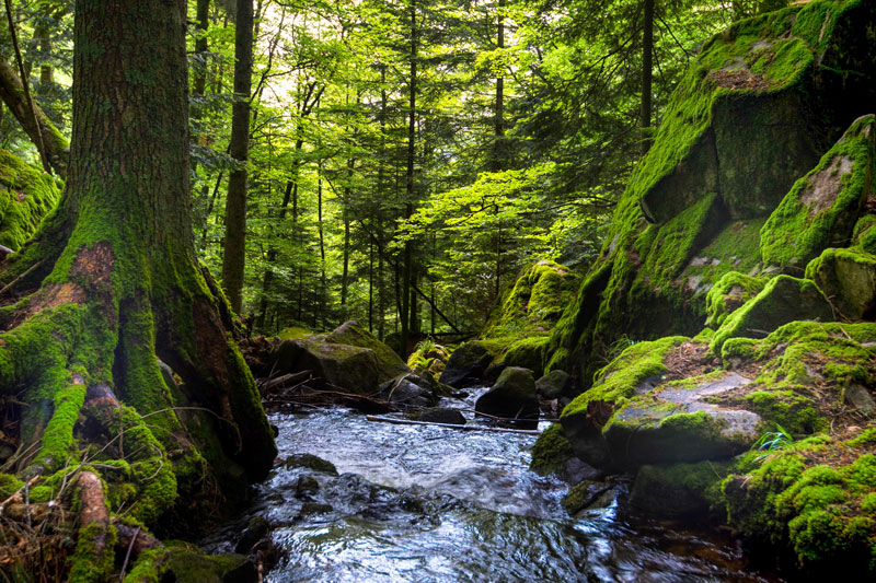 Trees and Streams