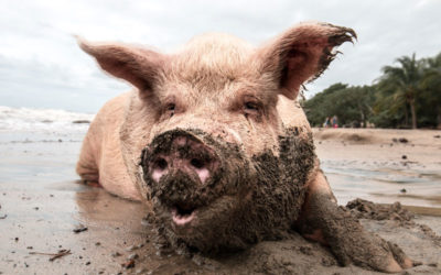 A Washed Pig Returns To The Mud