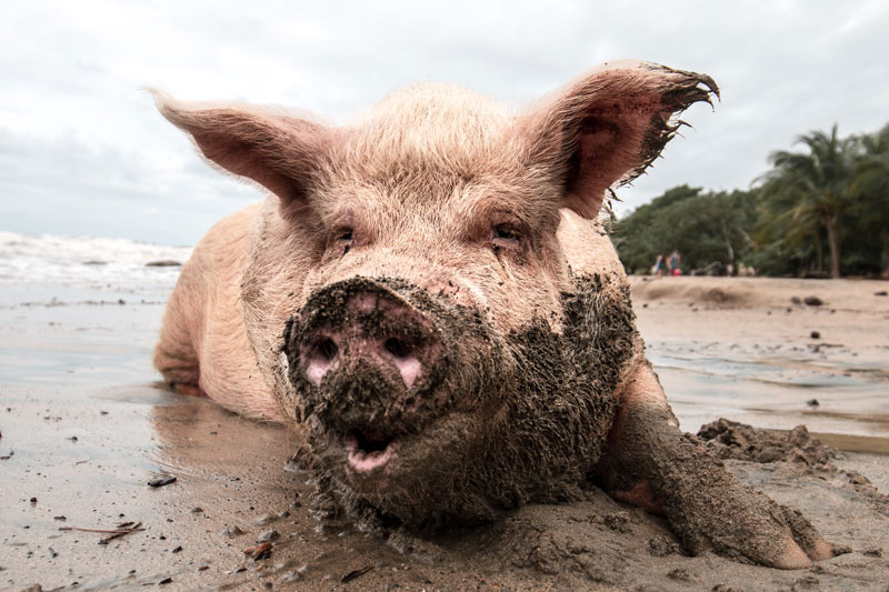 A Washed Pig Returns To The Mud