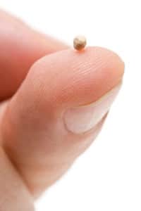 Mustard Seed